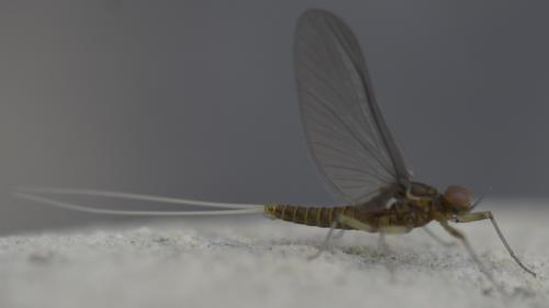 Réf. 283 038 : Cloeoninae inconnu
